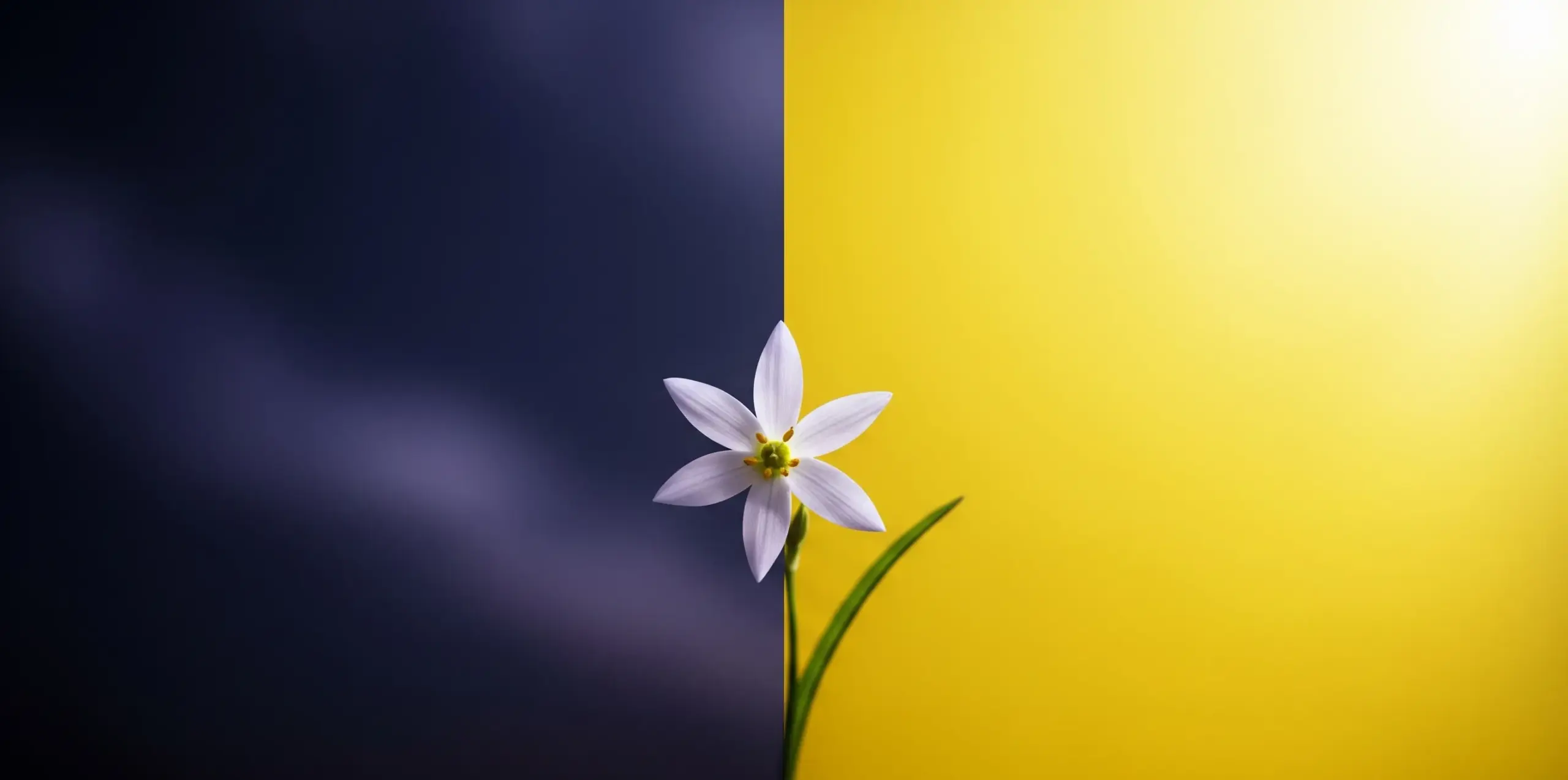 隠されたハナニラの花言葉