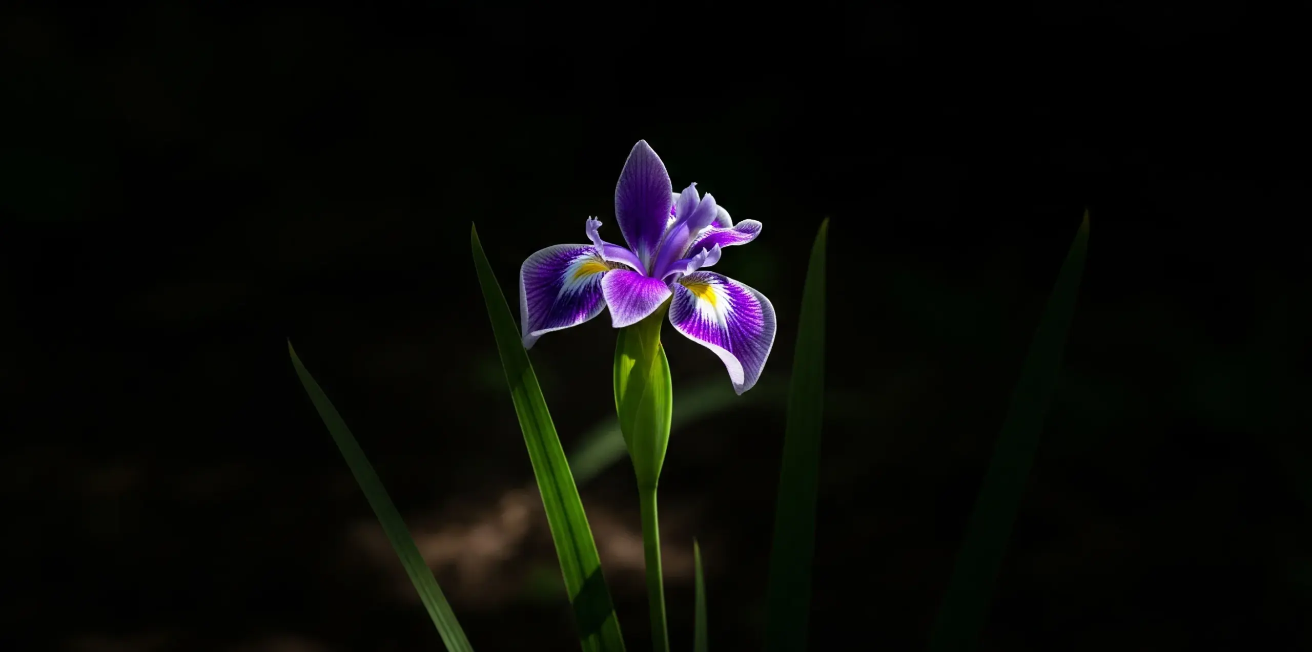 シャガの花言葉が持つ怖い意味