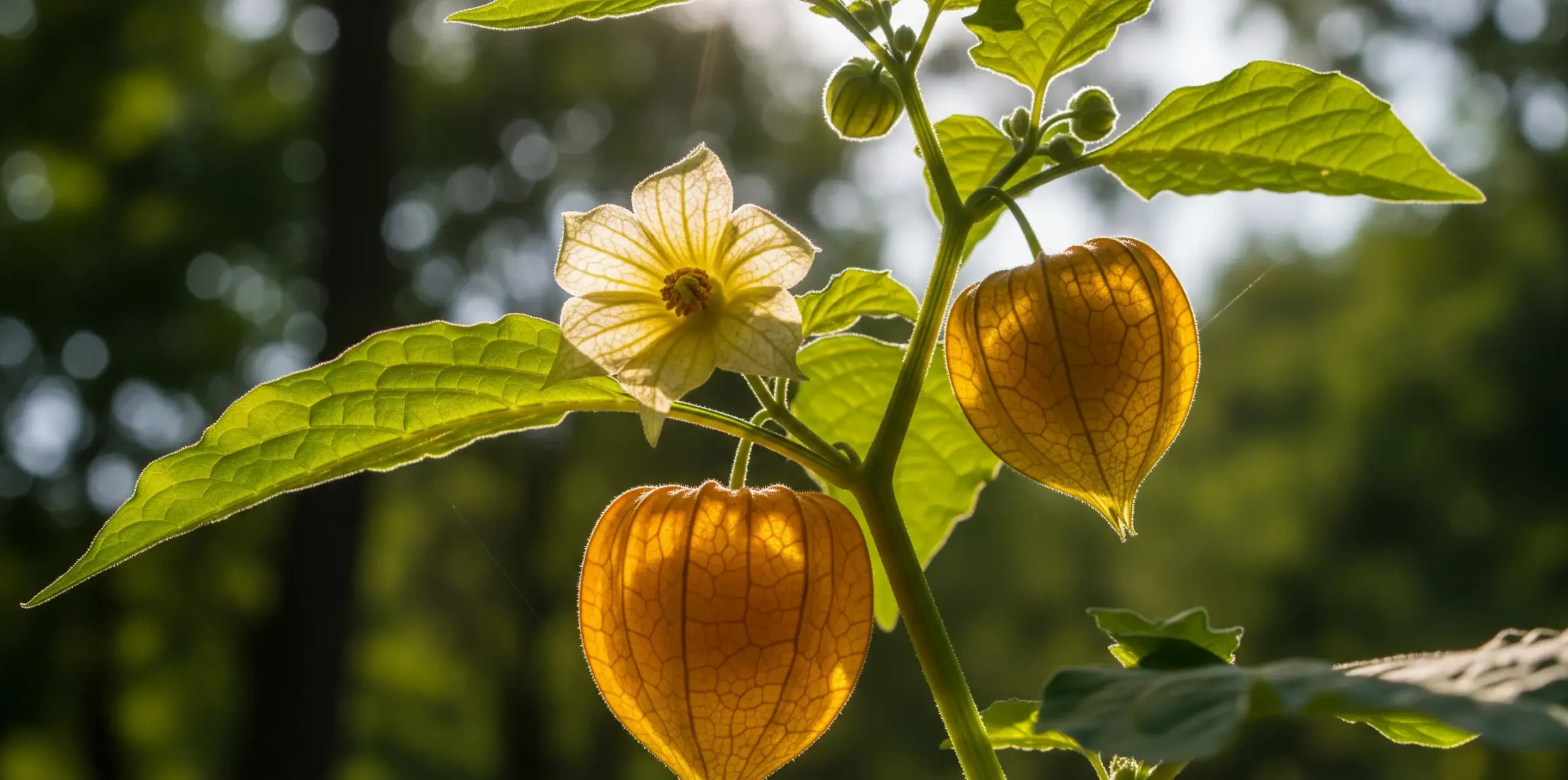 ほおずきの花言葉が持つ意味