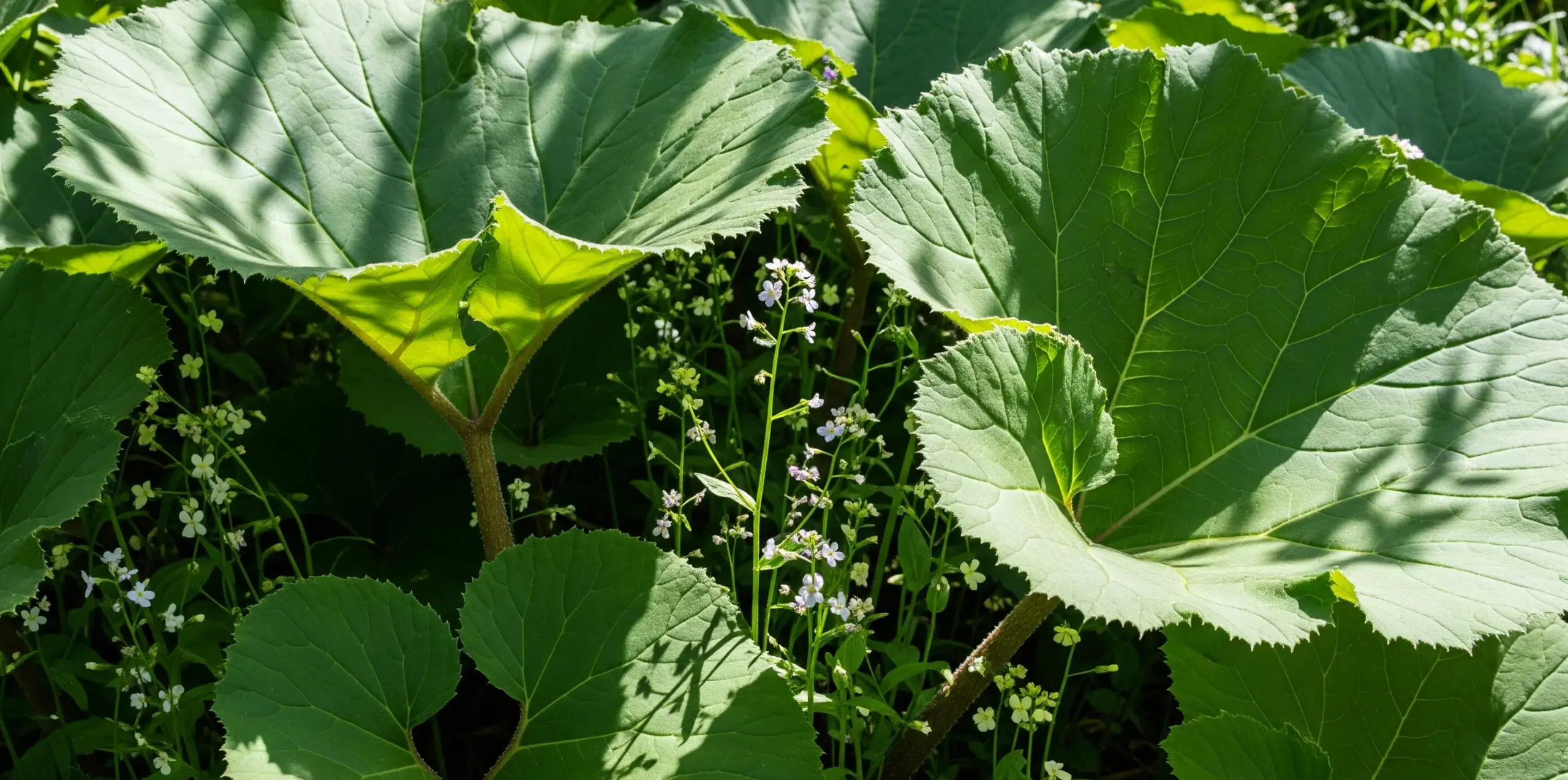 地植えが他の植物の生育を妨げる