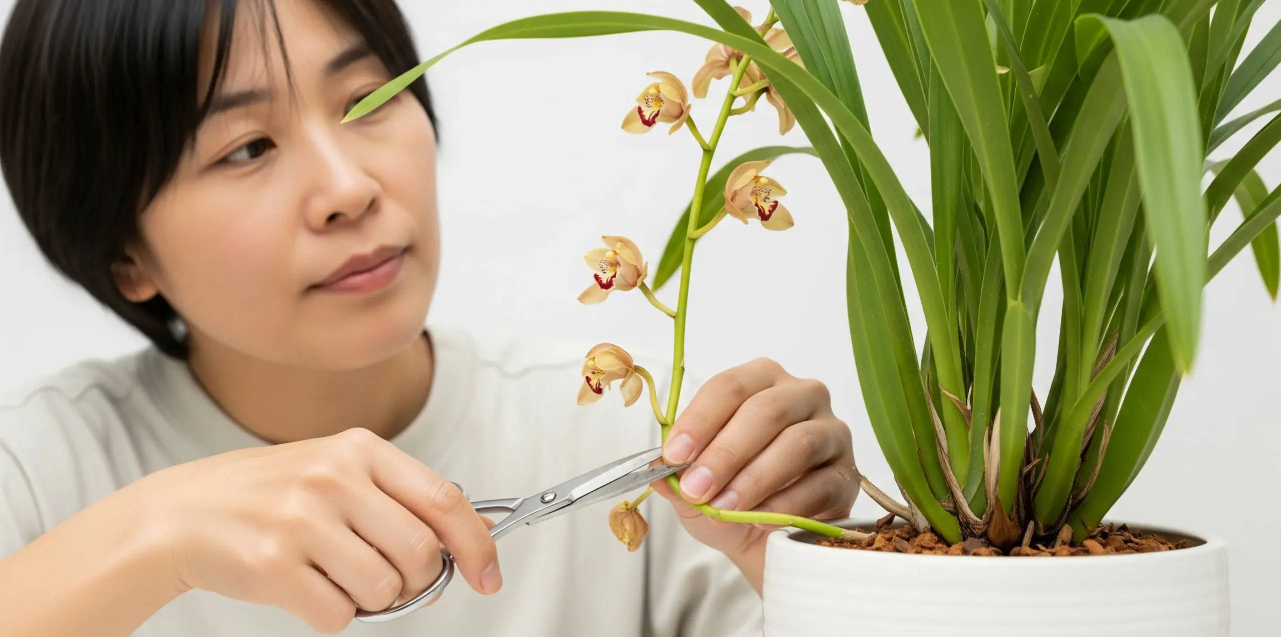 花が終わったらどこから切るのが正解?