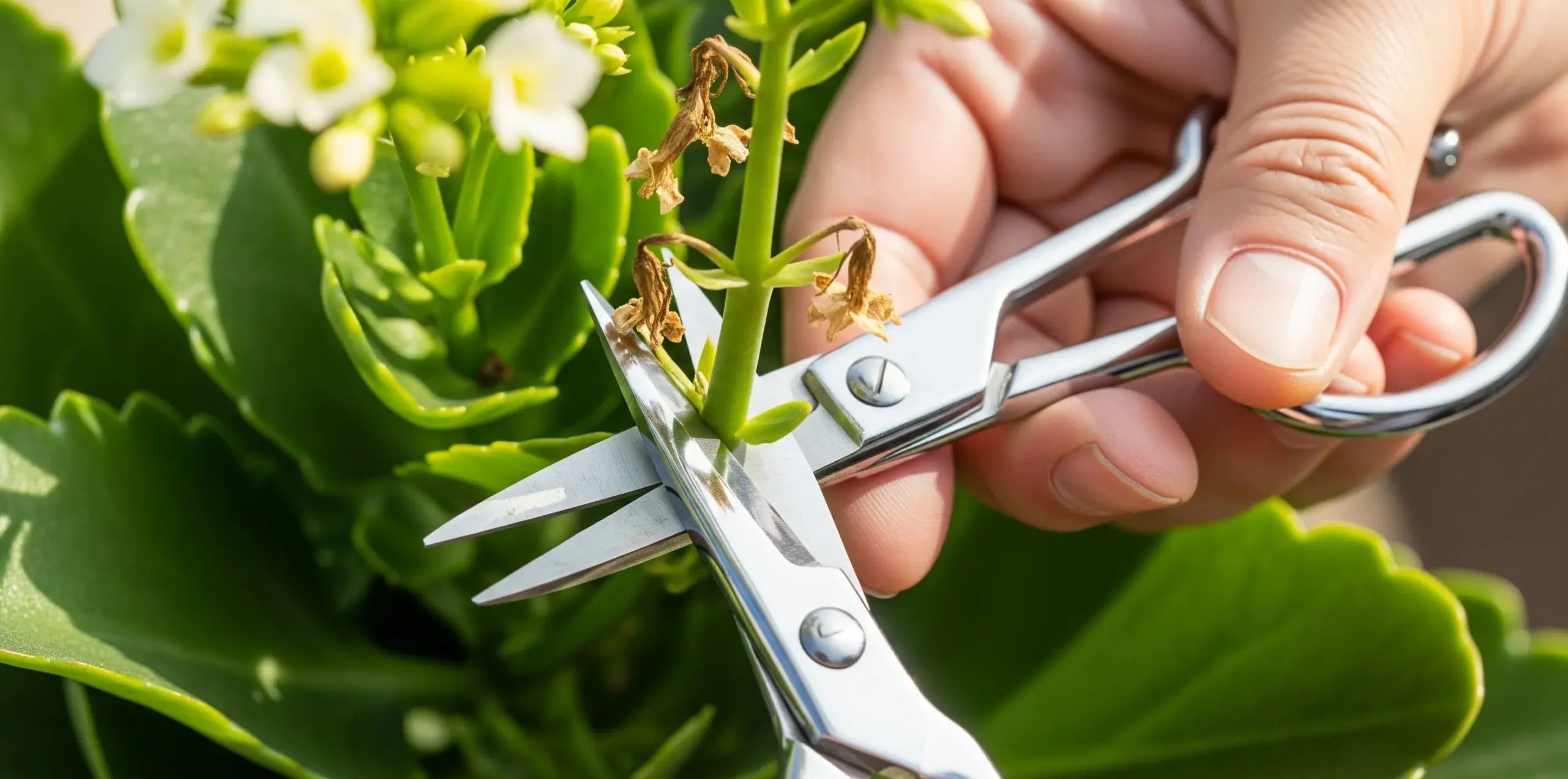 剪定と花の切り戻しはどのように切る?