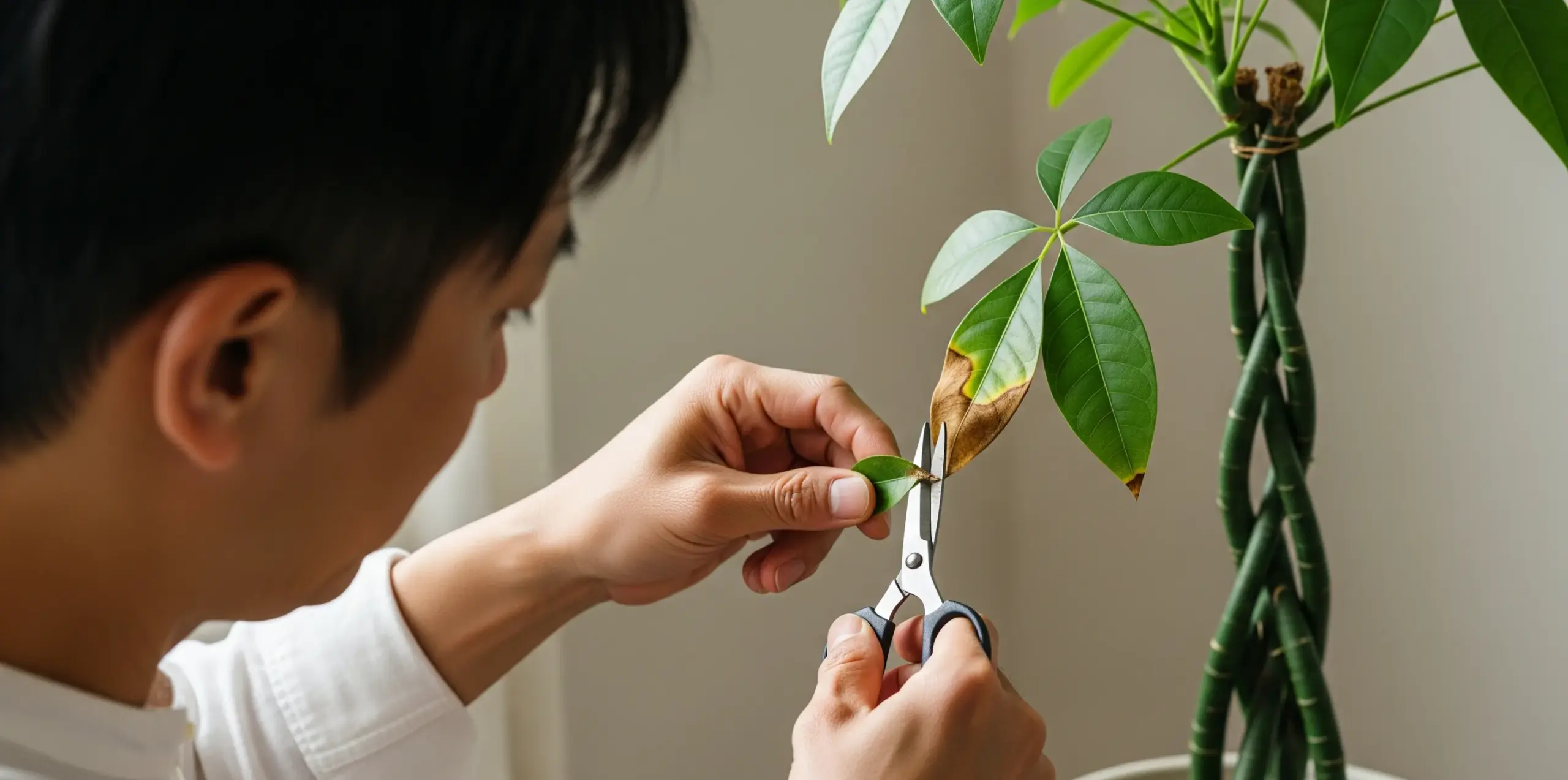 葉焼けした箇所の効果的な切り方