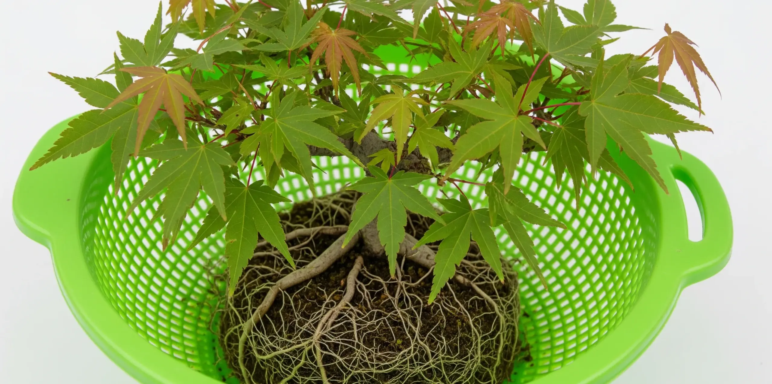 根の成長を促すザルの活用法