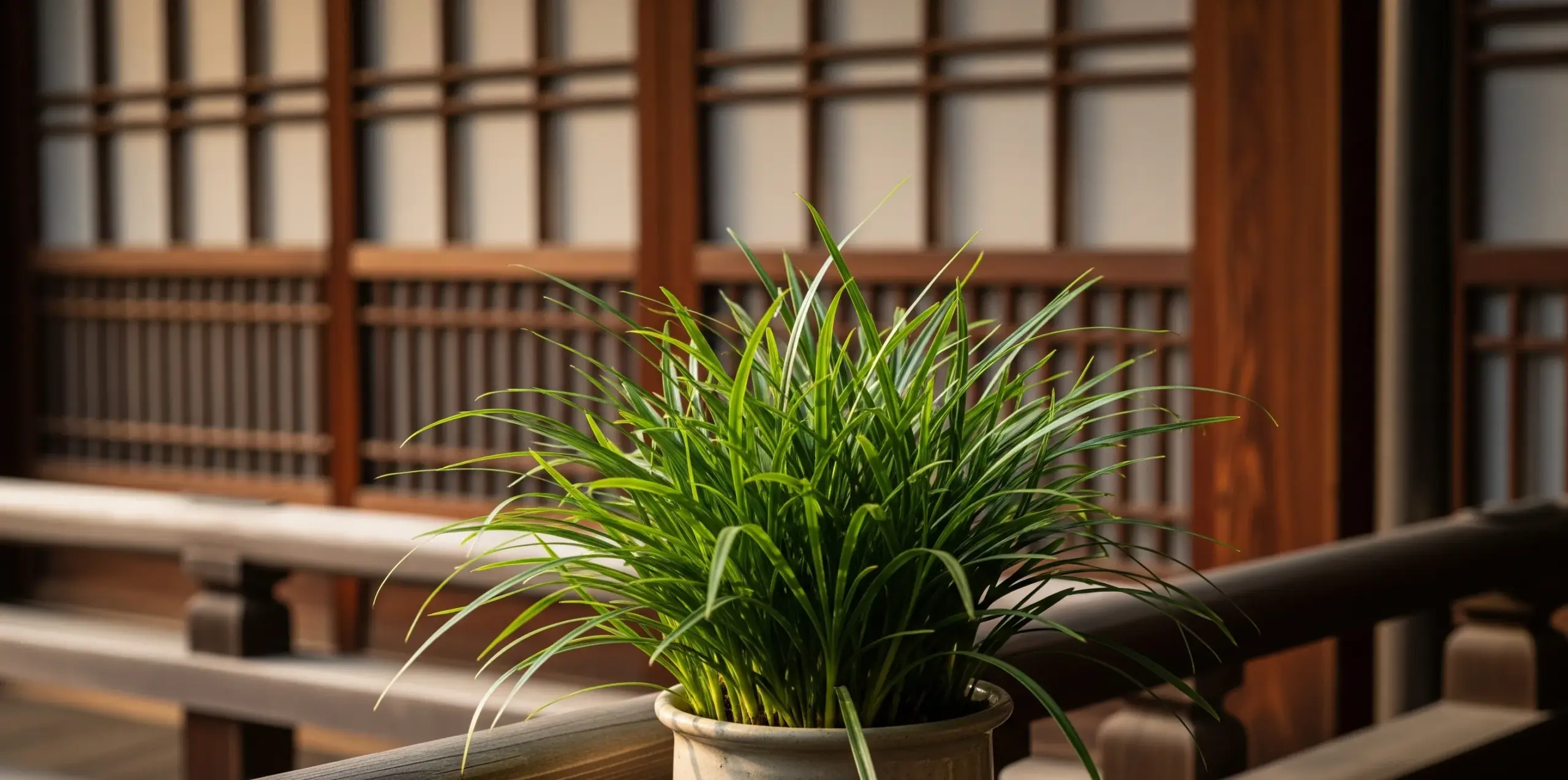 鉢植えで楽しむという選択肢