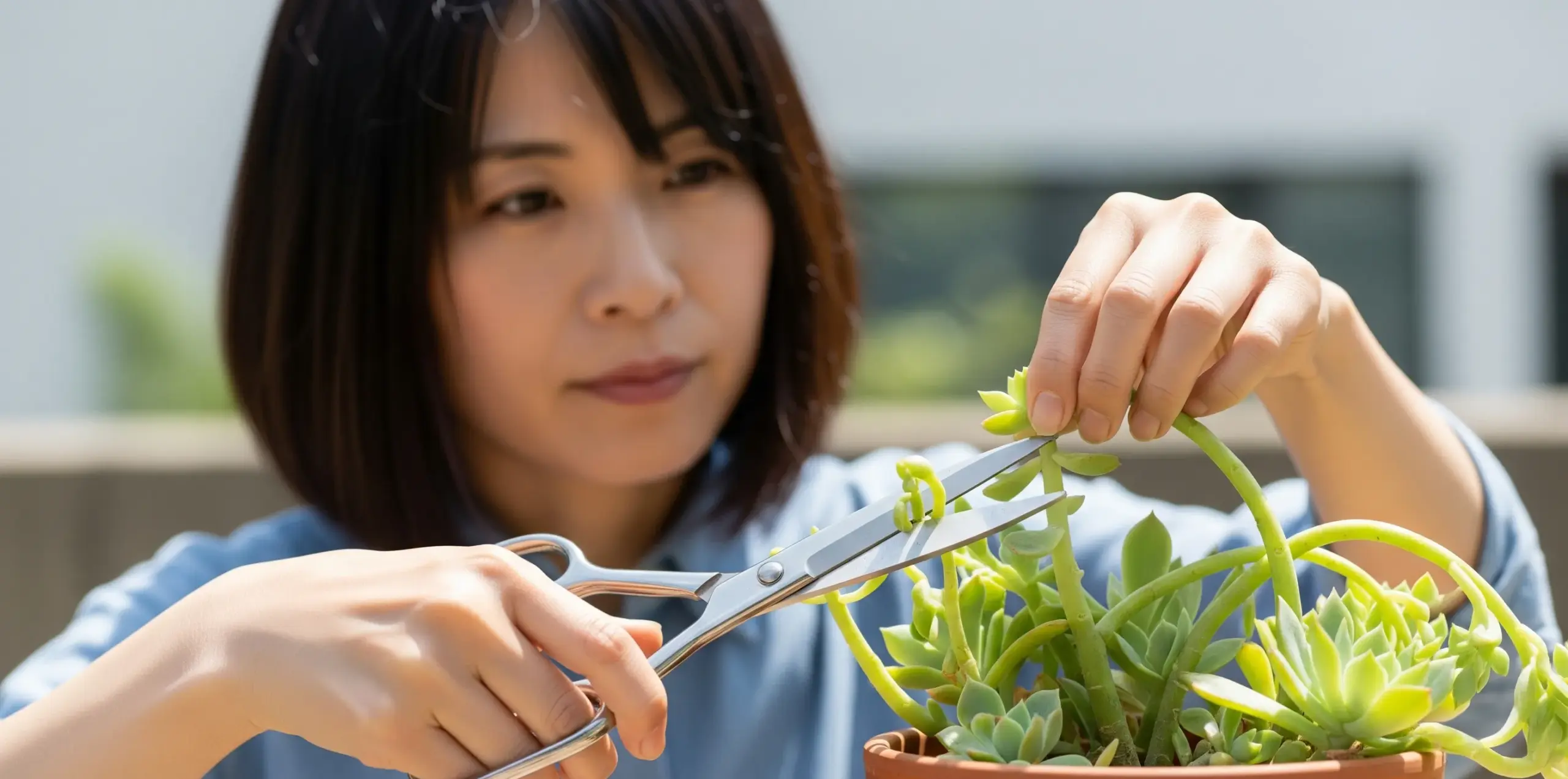 手入れ不要は嘘?伸びすぎたらどうすればいい?
