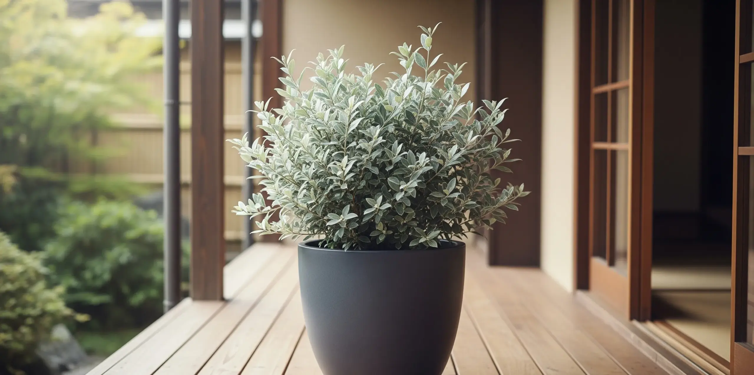 鉢植えでコンパクトに育てる方法