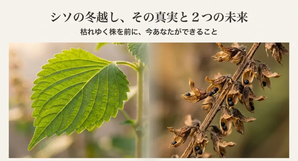 青々としたシソの葉と、枯れて種を結んだ花穂の対比写真。「シソの冬越し、その真実と2つの未来」というタイトル文字