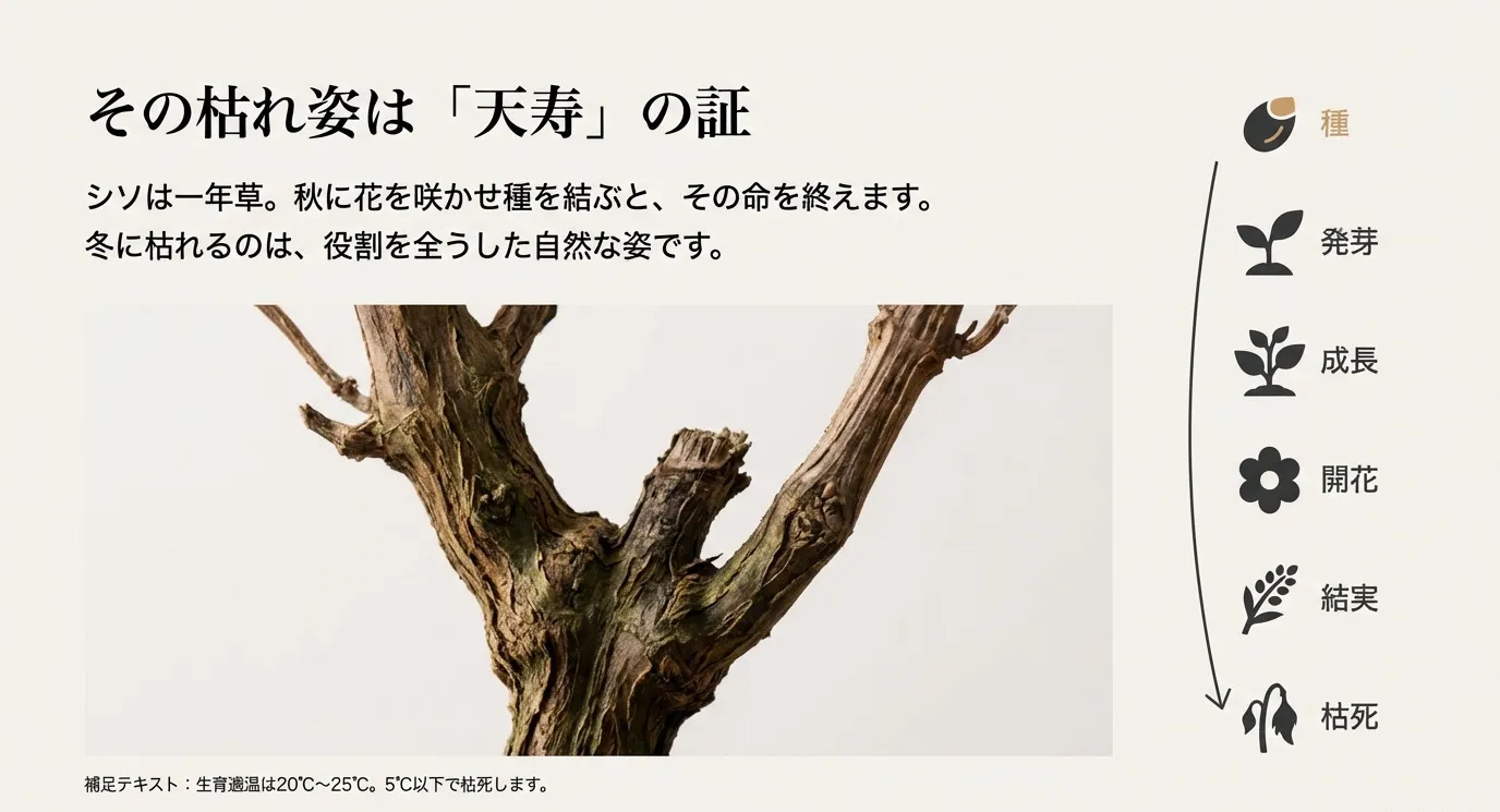 冬になり茶色く木質化したシソの茎のアップ写真。一年草としての寿命を終えた自然な姿を示している。