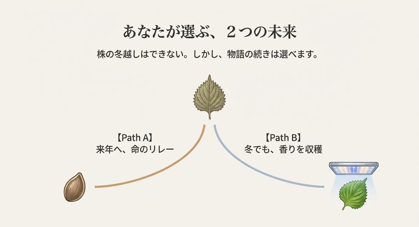 「来年へ命のリレー（種を採る）」か「冬でも香りを収穫（室内栽培）」か、2つの選択肢を示す分岐図。