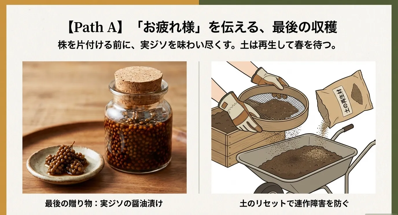 実ジソの醤油漬けの瓶詰め写真と、古土をふるいにかけて再生材を混ぜるイラスト。「お疲れ様を伝える最後の収穫」の文字。