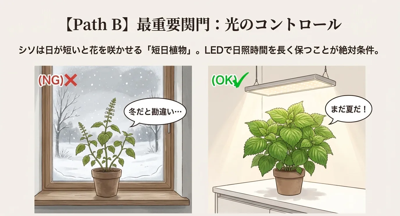 窓際に置いて冬だと勘違いし花が咲いてしまった株（NG）と、LEDライトを当てて夏だと勘違いさせ葉が茂っている株（OK）の比較図。