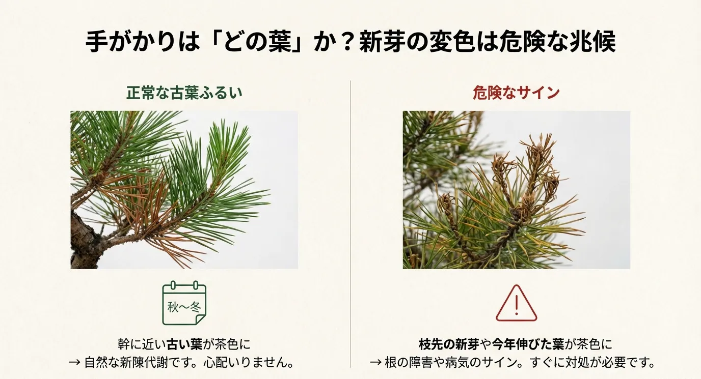 正常な「古葉ふるい」で古い葉が茶色くなる様子と、危険なサインである「新芽や枝先の変色」を比較した写真図解。