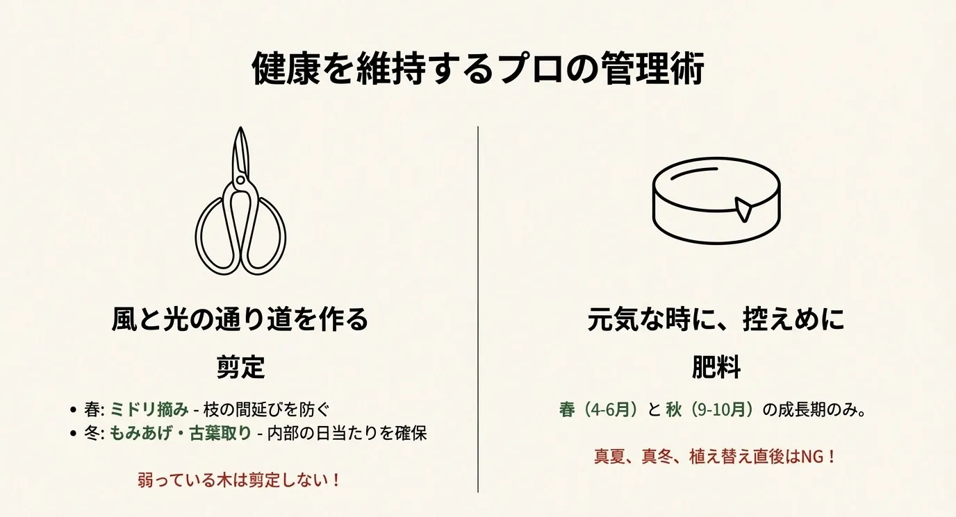剪定バサミのイラストと共に春のミドリ摘み・冬の古葉取りの時期、および肥料を与えるべき春・秋のタイミングを示した図。