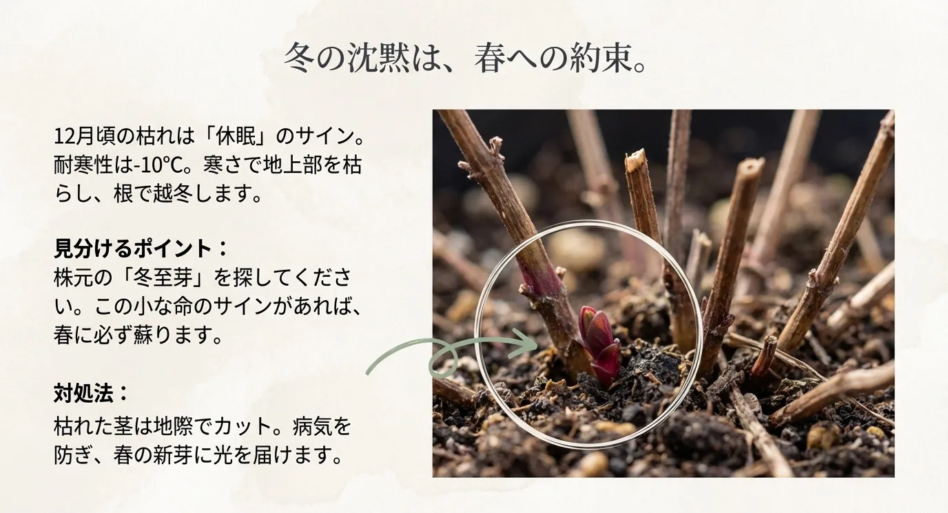 枯れた茎の根元から顔を出している赤紫色の小さな新芽（冬至芽）の拡大写真。「冬の沈黙は、春への約束」というコピー