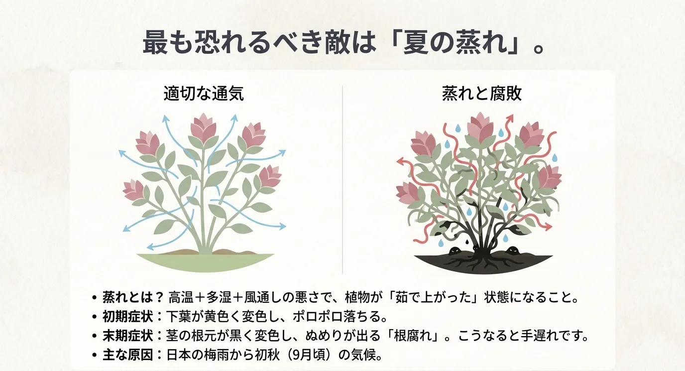 植物の根元から悪い空気が発生し、下葉が黄色く変色して落ちているイラスト。「最も恐れるべき敵は夏の蒸れ」という解説図