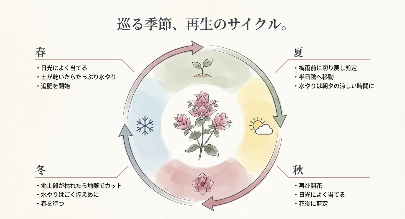 春、夏、秋、冬の4つの季節ごとの水やり、置き場所、剪定のポイントをまとめたサイクル図
