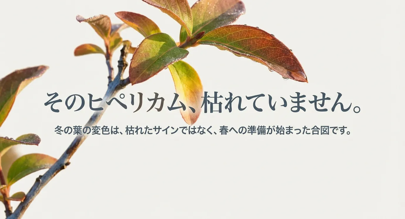 枯れたように見えるヒペリカムのイラストと「そのヒペリカム、枯れていません。」というメッセージ