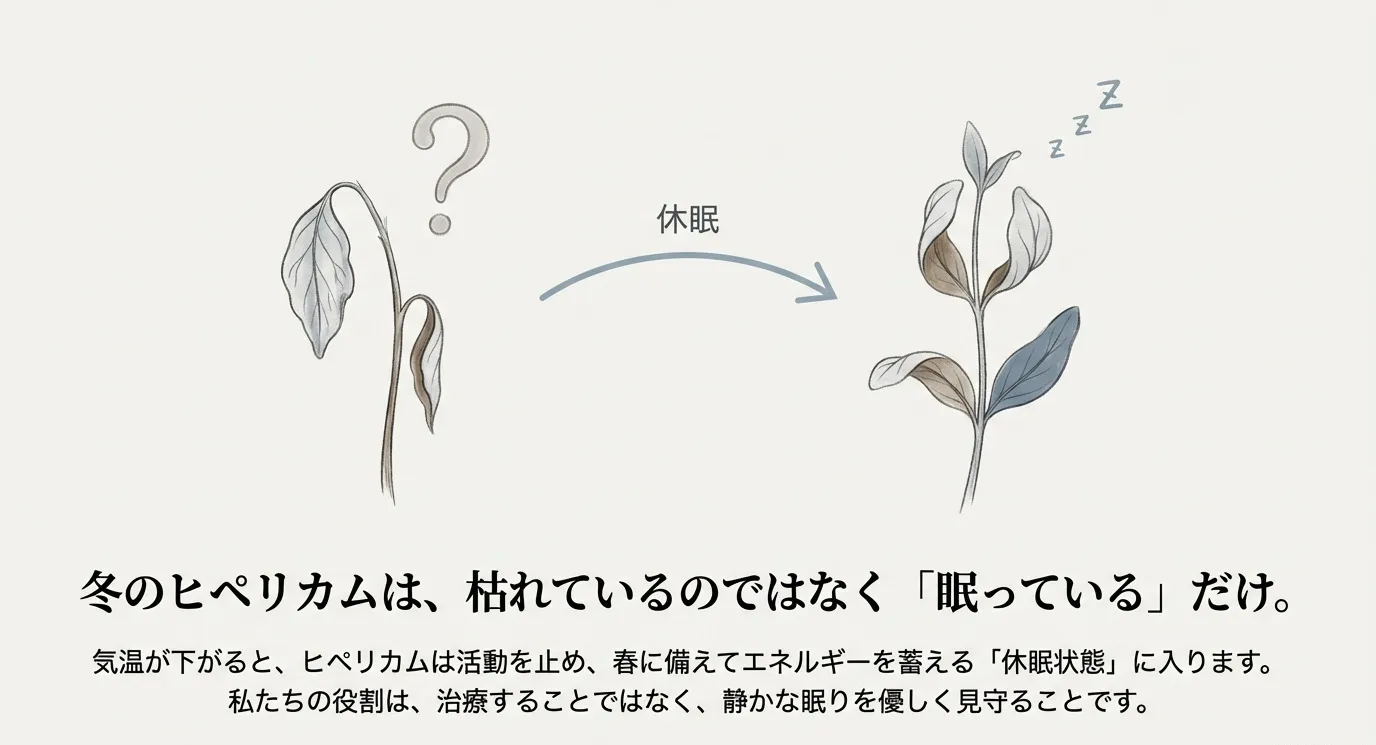 葉が垂れ下がった「枯れた状態」と、葉が変色して閉じている「休眠状態（眠っている）」を比較したイラスト