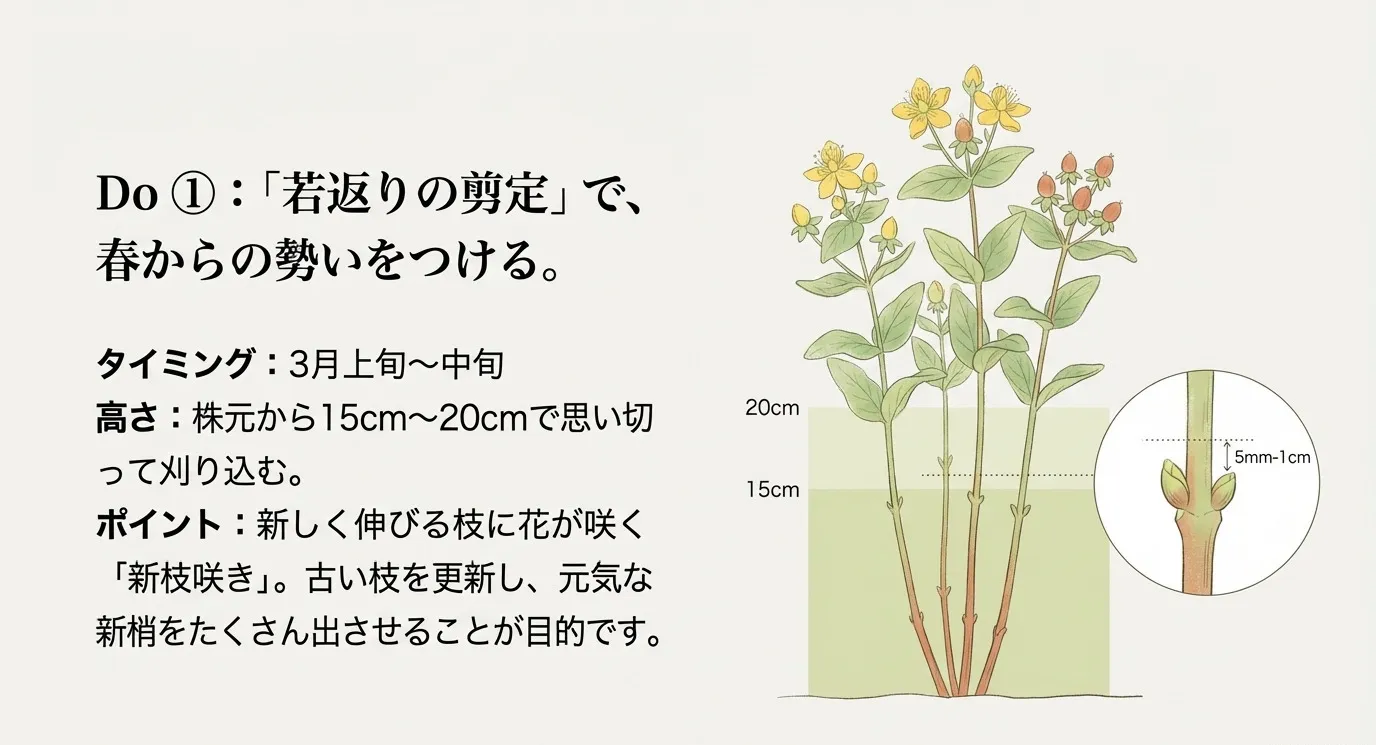 株元から15cm〜20cmの高さで剪定する位置を示した図解。新枝咲きの特性についても解説されている