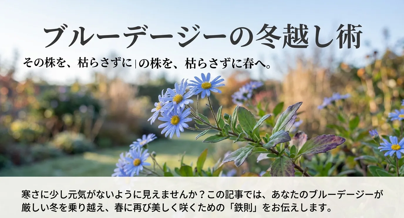 ブルーデージーの冬越し術。その株を、枯らさずに春へ 。