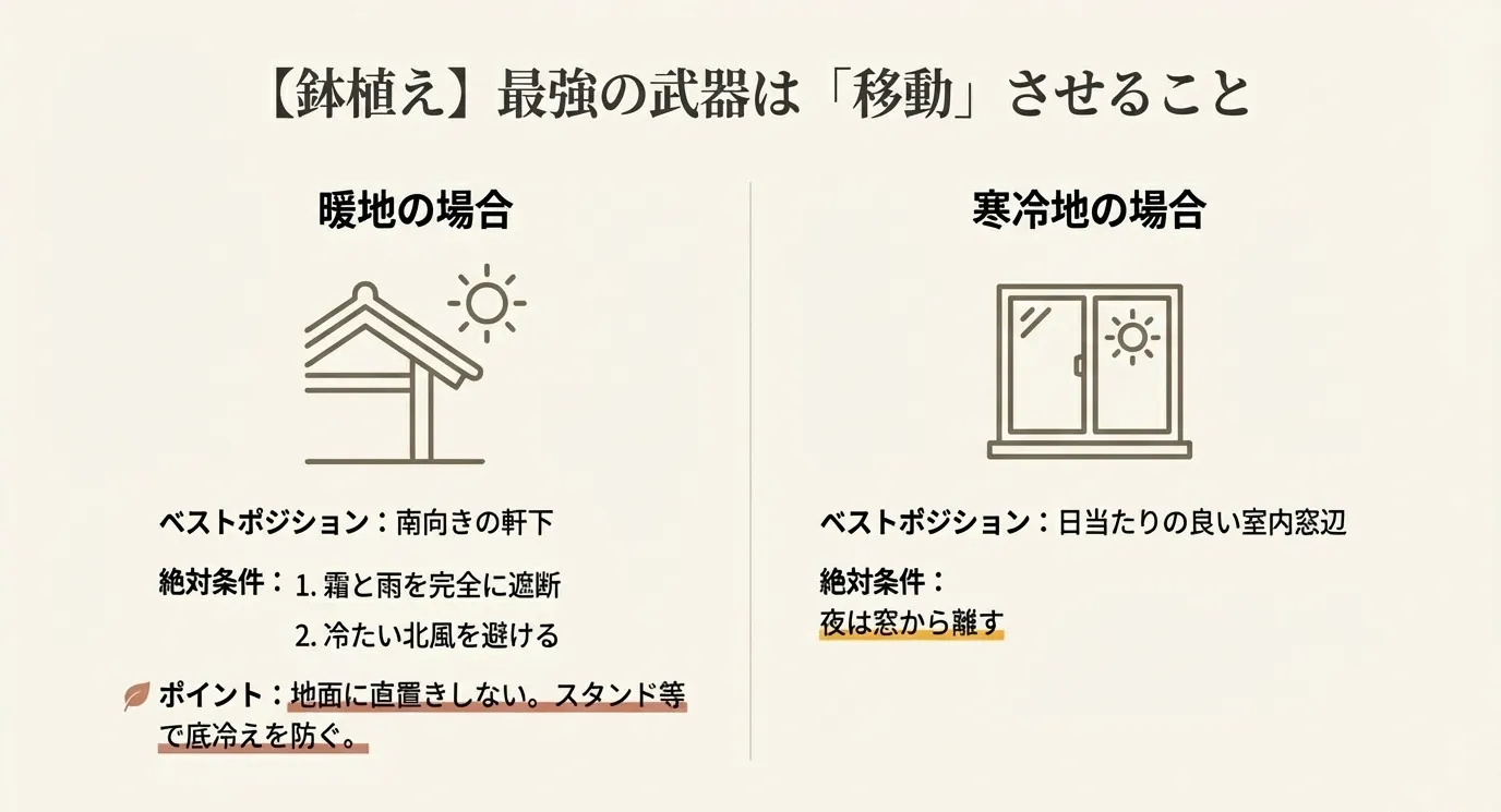 鉢植えは移動が最強の武器。暖地は南向きの軒下、寒冷地は日当たりの良い室内窓辺がベストポジション 。