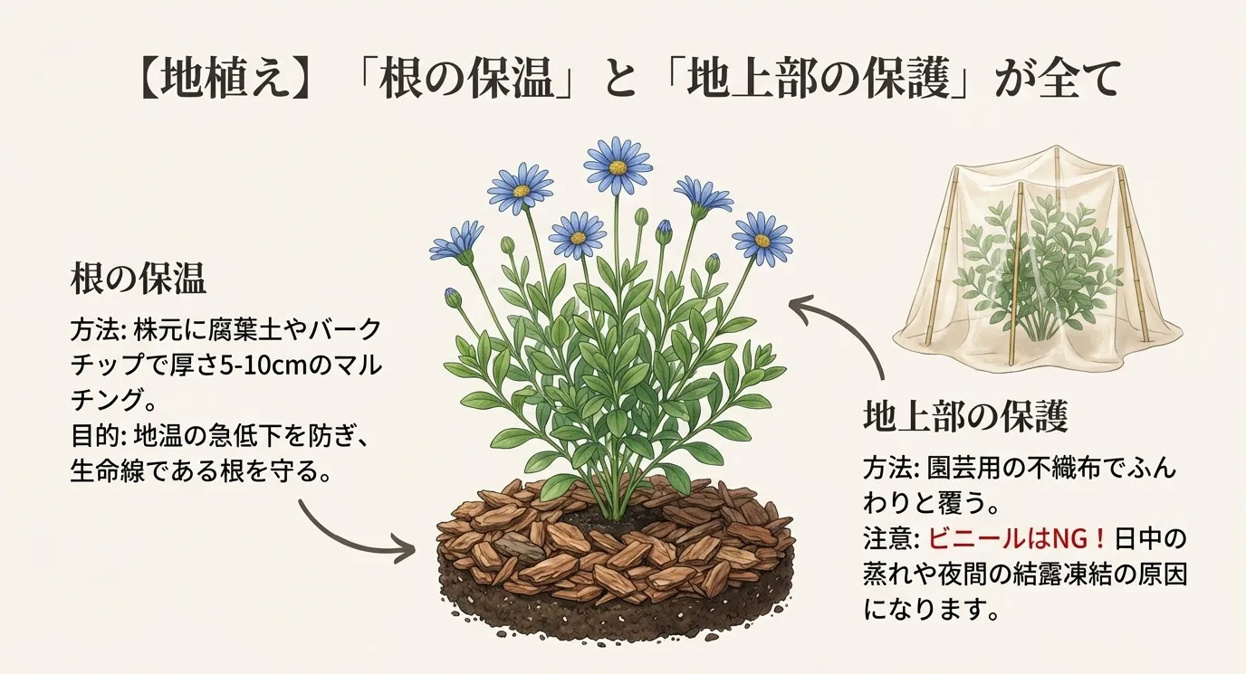 地植えは根の保温と地上部の保護が重要。株元のマルチングと不織布の被覆を行う 。