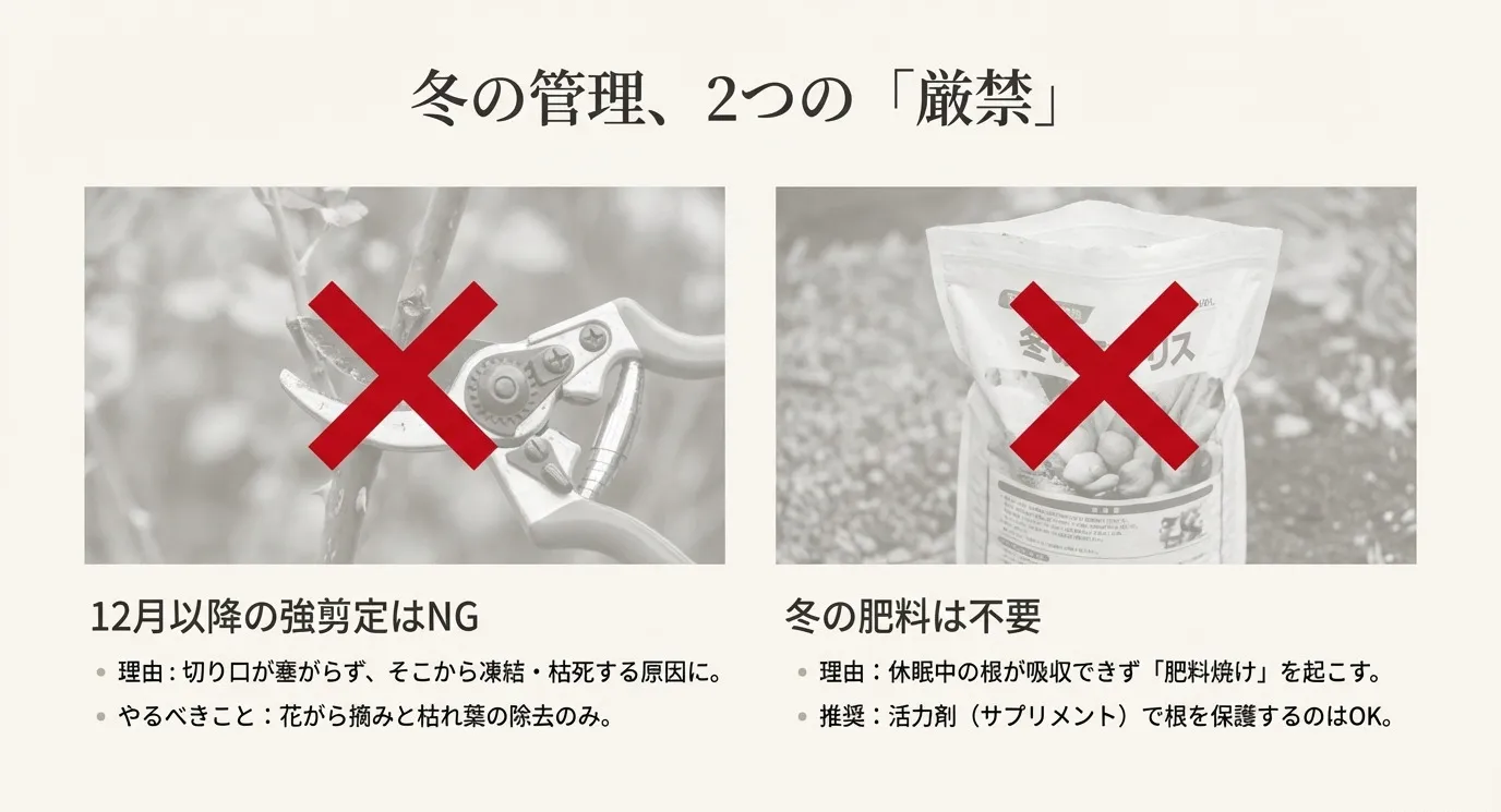 冬の管理における2つの厳禁事項。12月以降の強剪定はNG、冬の肥料は不要 。