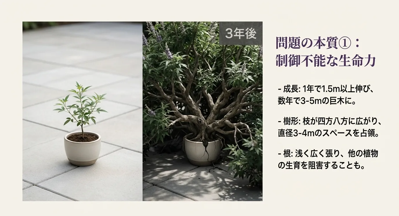 植え付け時の小さなポット苗と、3年後に巨大化した西洋ニンジンボクの比較写真