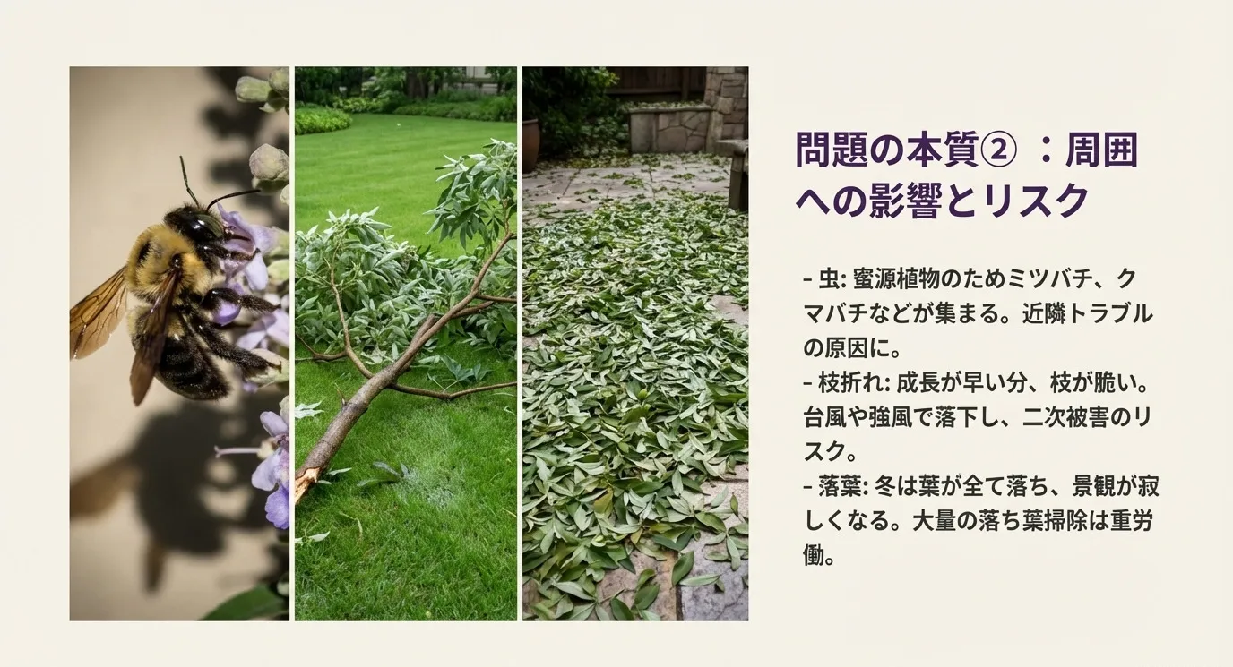成長（1年で1.5m）、樹形（直径3-4m占領）、根（浅く広く張る）についての詳細な解説スライド
