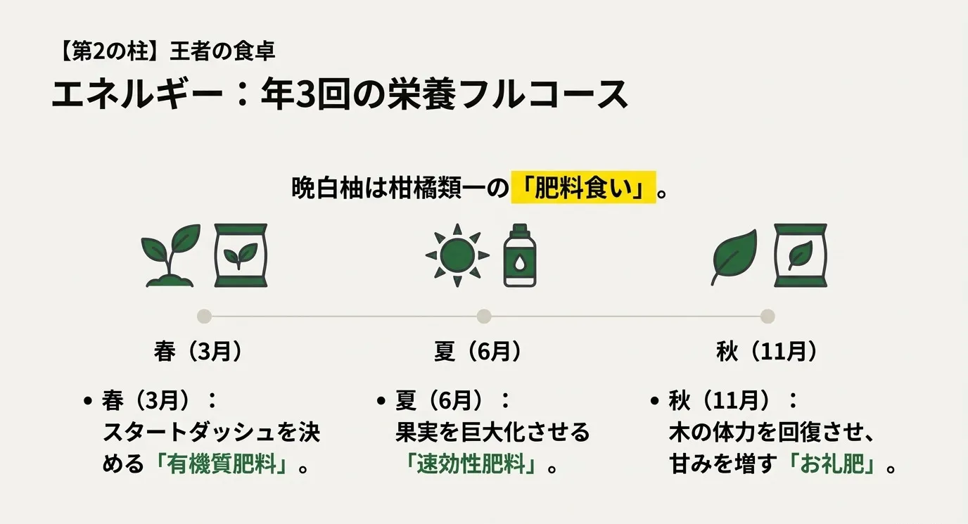 肥料のタイミングを示すカレンダー図。「第2の柱 王者の食卓」。3月（有機質肥料）、6月（速効性肥料）、11月（お礼肥）のそれぞれの目的と時期を示した図