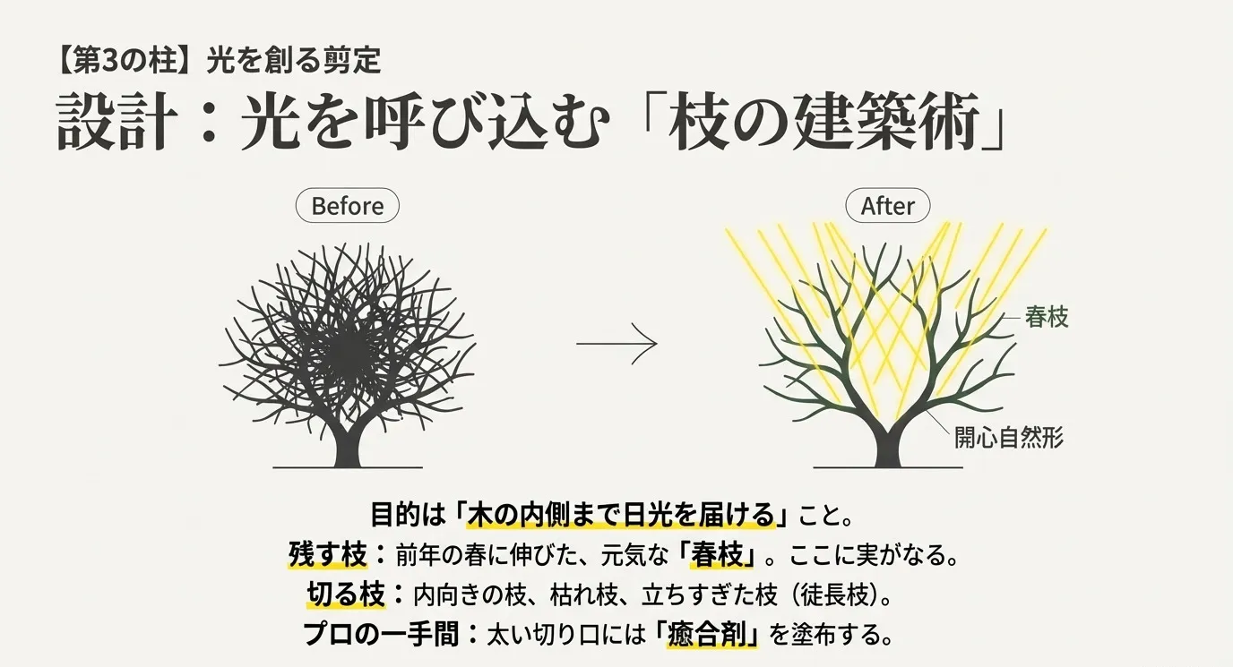 剪定前（Before）と剪定後（After）の樹形の比較イラスト。「第3の柱 光を創る剪定」。枝をY字に広げ、木の内側に日光が届く「開心自然形」の構造と、残すべき春枝の説明