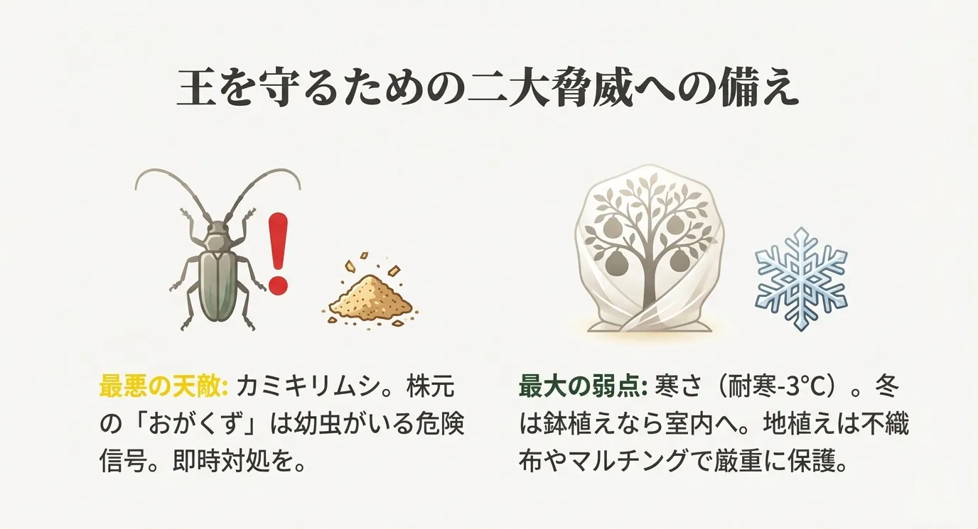 カミキリムシのイラストと注意マーク。「王を守るための二大脅威への備え」。天敵であるカミキリムシへの対処と、マイナス3度以下になる寒さへの対策（防寒）についての説明