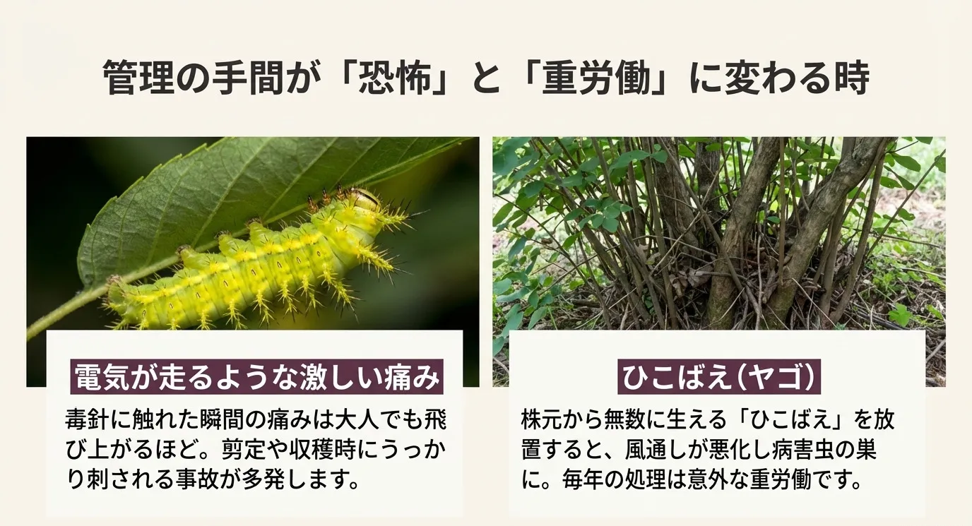 毒針を持つイラガの幼虫の写真と、株元から無数に生えたひこばえ（ヤゴ）が藪のようになっている写真