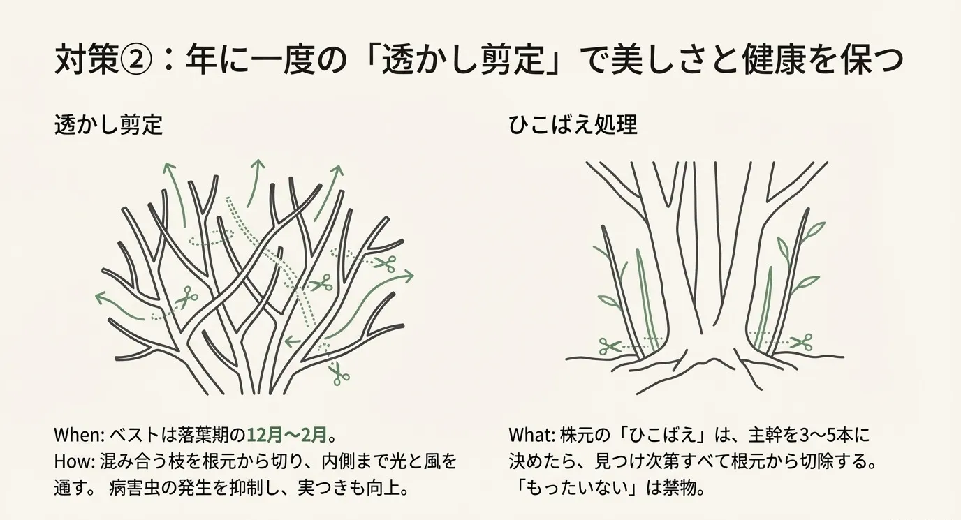 混み合った枝を間引く「透かし剪定」の方法と、株元から生える「ひこばえ」を根元から切除する位置を示したイラスト解説