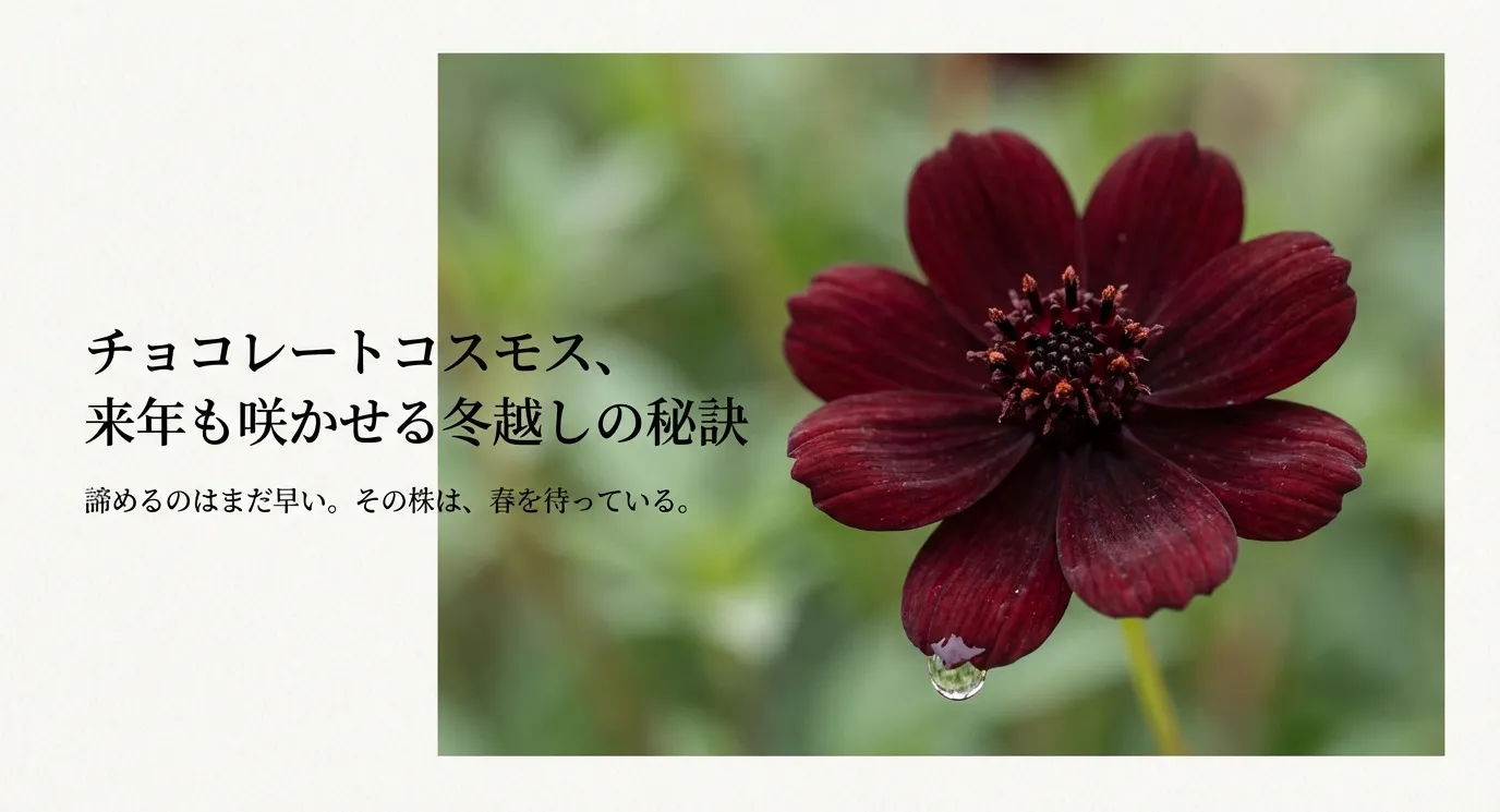 チョコレートコスモスのイラストと「来年も咲かせる冬越しの秘訣」というタイトル文字