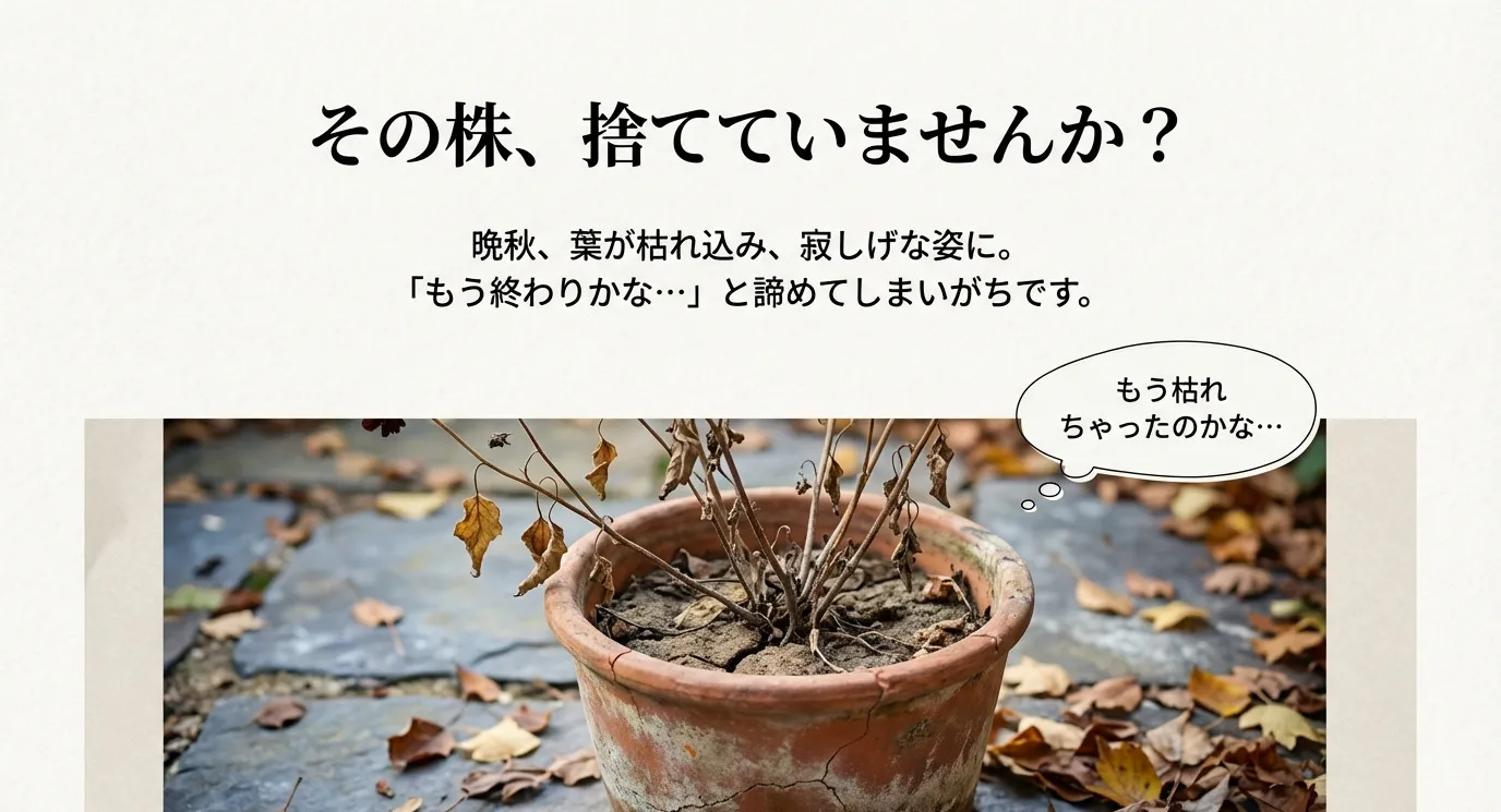 晩秋に葉が枯れ込み寂しげな姿になったチョコレートコスモスのイラスト。「その株、捨てていませんか？」という問いかけのメッセージ 。