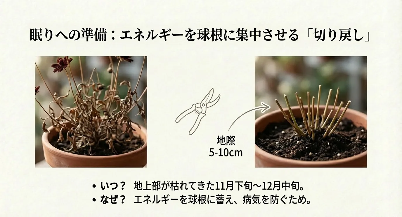枯れた地上部を剪定ハサミで切り取る様子と、地際5〜10cmを残してカットした後の鉢植えのイラスト