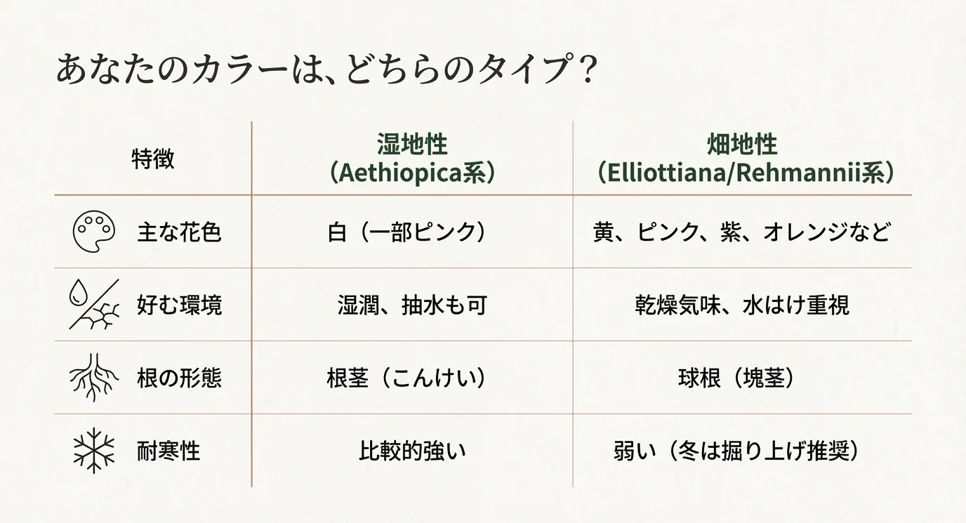 湿地性（エチオピカ系）と畑地性（エリオッティアナ系など）の花色、環境、根の形、耐寒性を一覧で比較した表