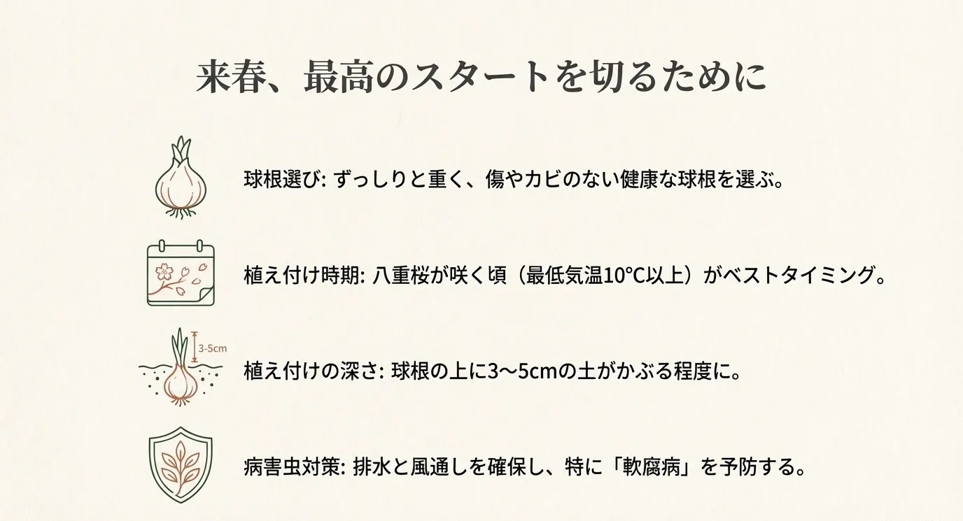 健康な球根の選び方と、土の表面から3〜5cmの深さに植え付けているイラスト
