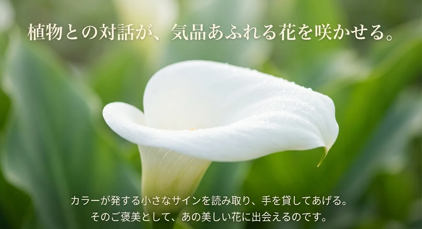 カラーが発するサインを読み取り、手を貸してあげることで美しい花に出会えるというメッセージ