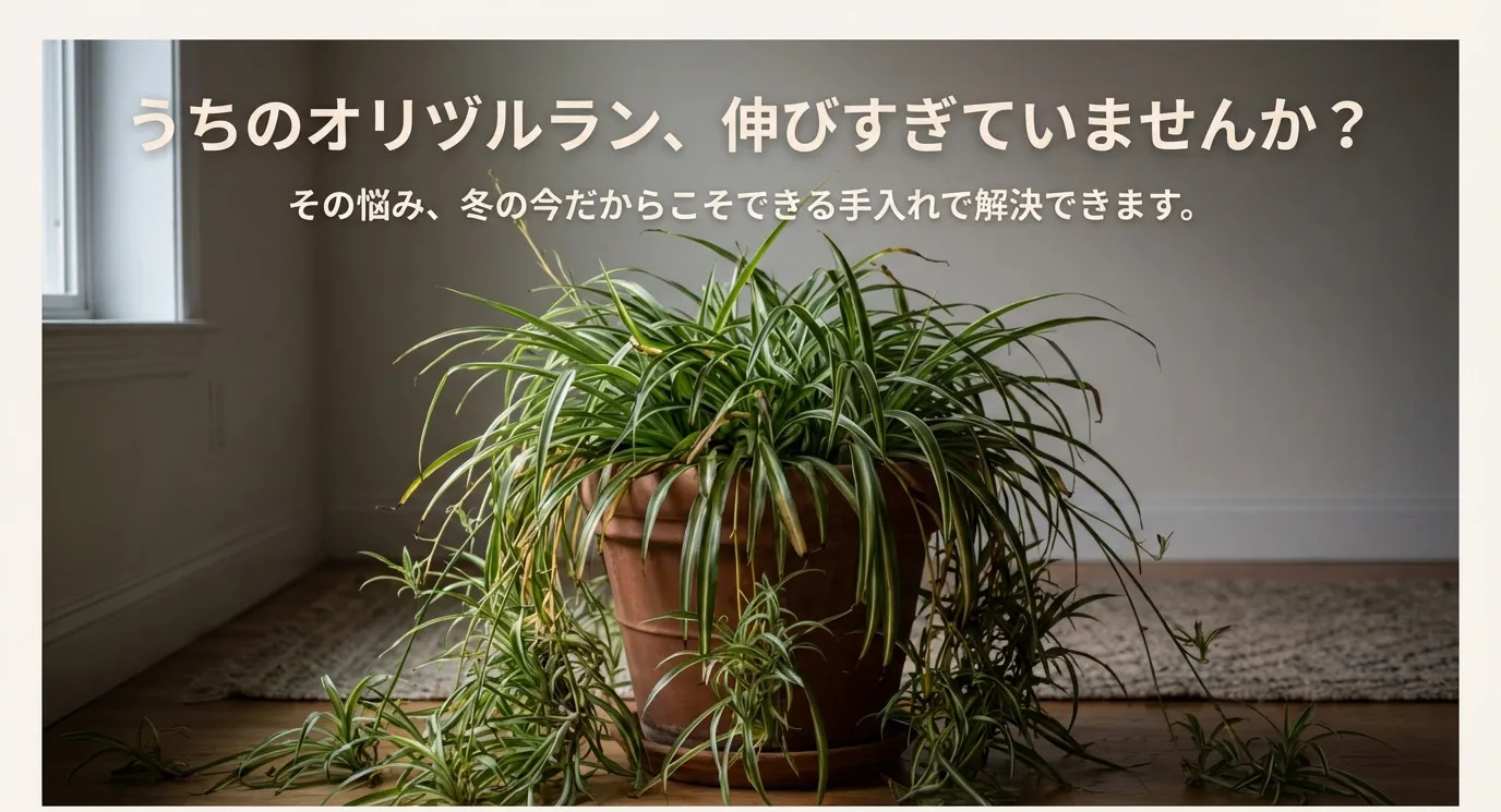 大きく育ちすぎてランナーが四方に広がった鉢植えのオリヅルランの写真。背景には「うちのオリヅルラン、伸びすぎていませんか？」という問いかけ