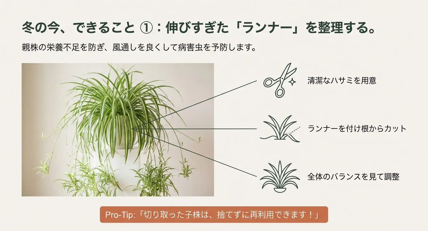 オリヅルランのランナーの付け根を指し示すイラストと、「清潔なハサミを用意」「ランナーを付け根からカット」「全体のバランスを見て調整」という3つの手順説明