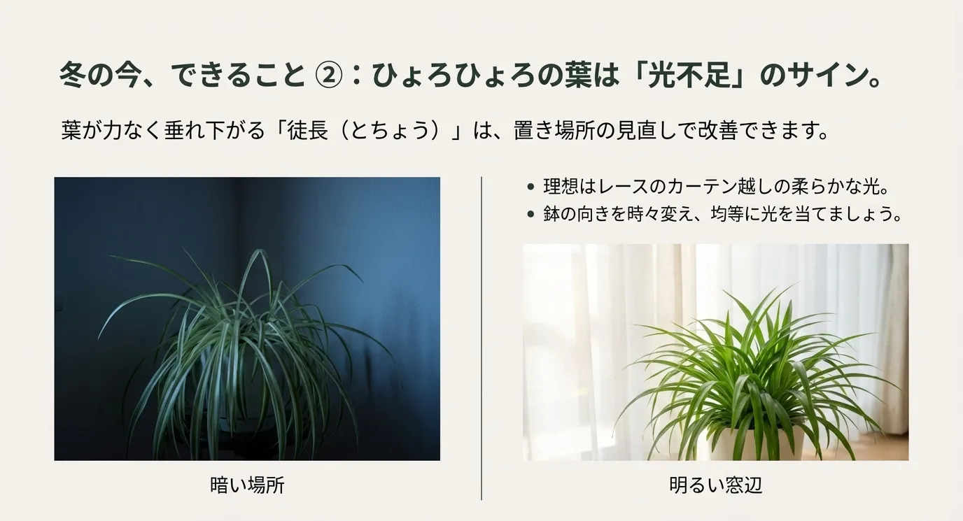 暗い場所で葉が垂れ下がった株と、明るい窓辺で葉がピンと張った株の比較写真。「ひょろひょろの葉は光不足のサイン」という解説