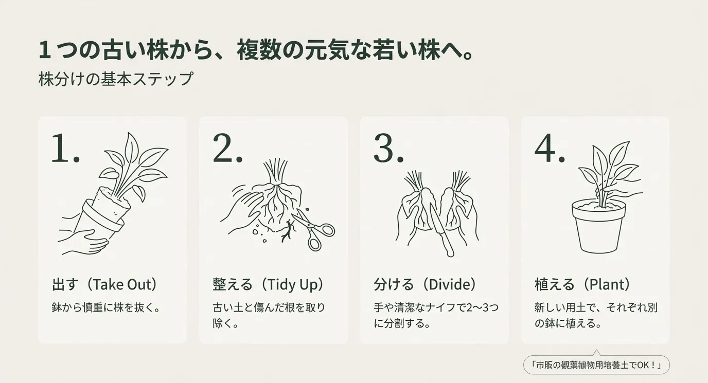株分けの4工程（1.出す、2.整える、3.分ける、4.植える）を説明する線画イラスト。古い株から複数の若い株へ更新するイメージ
