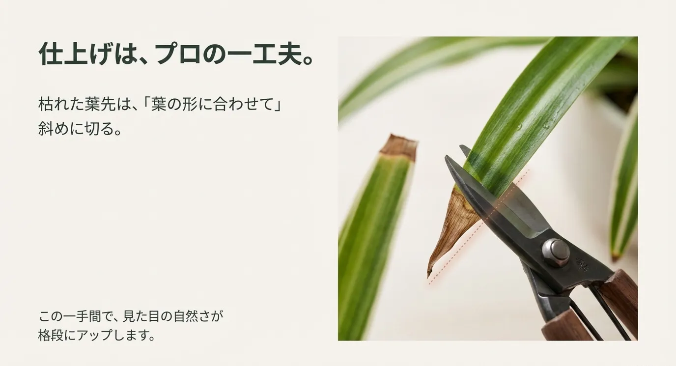 ハサミを使って、枯れた葉先を斜めにカットしている接写写真。「葉の形に合わせて斜めに切る」ことで自然に見せる手法