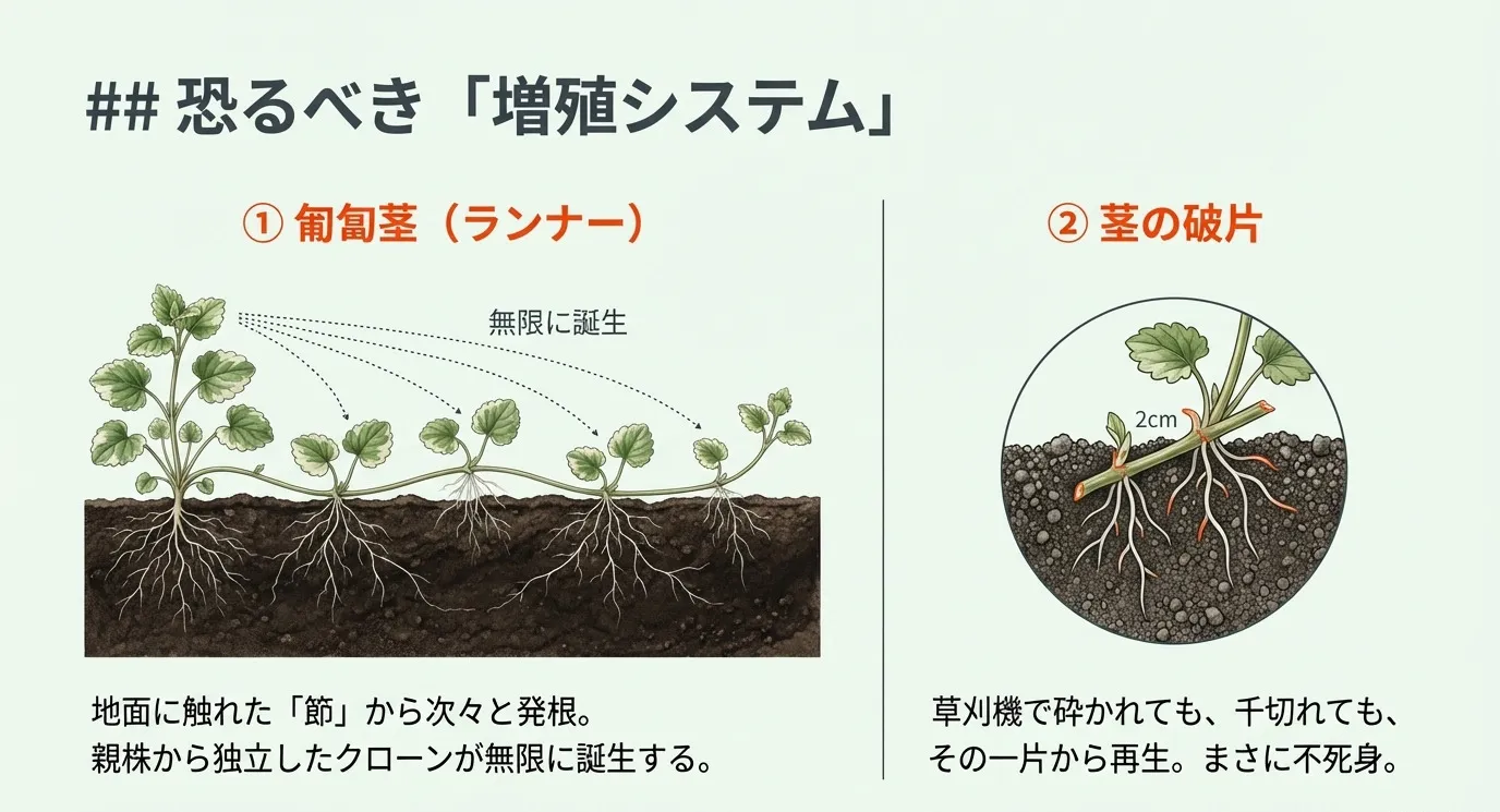 グレコマの増殖の仕組み。①匍匐茎(ランナー)が地面に触れた節から次々と発根しクローンを無限に誕生させる図。②2cmの茎の破片からでも再生する様子。草刈機で砕かれても一片から再生する不死身の性質を解説。