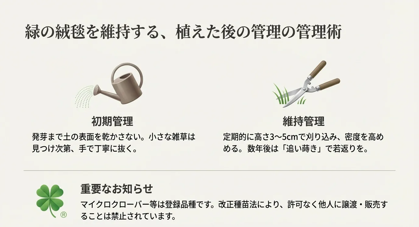 ジョウロと剪定バサミのイラスト。初期管理（乾燥防止・除草）と維持管理（3〜5cmでの刈り込み・追い蒔き）の解説。マイクロクローバー等の登録品種に関する種苗法の注意書き。