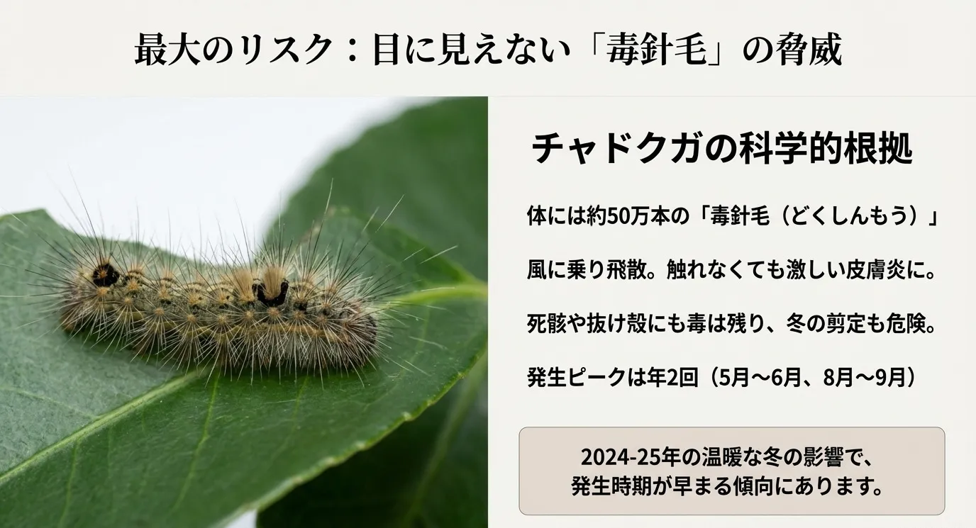 チャドクガの幼虫の写真と、約50万本の毒針毛が風で飛散し皮膚炎を引き起こすリスク、発生ピーク（5-6月、8-9月）を説明するスライド