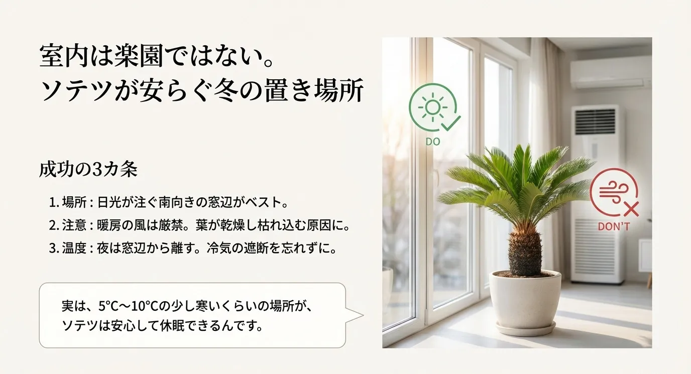 明るい窓際に置かれた鉢植えのソテツの写真。日光が当たる南向きの窓辺を推奨（DO）し、暖房の直風を避ける（DON'T）ことを示すアイコンと、5〜10℃の休眠に適した環境についての解説。